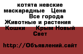 котята невские маскарадные › Цена ­ 18 000 - Все города Животные и растения » Кошки   . Крым,Новый Свет